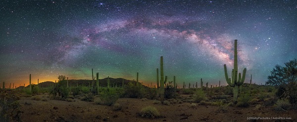 Milky Way over Organ Pipe Cactus by Wally Pacholka